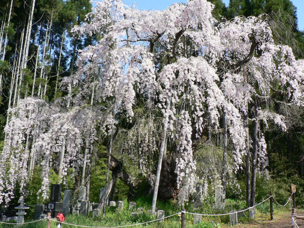 坪井のしだれ桜 信州高山村観光協会 坪井のしだれ桜 信州高山村観光協会