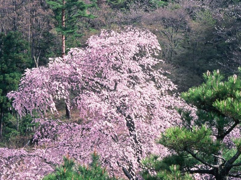 赤和観音のしだれ桜 信州高山村観光協会 信州高山村観光協会