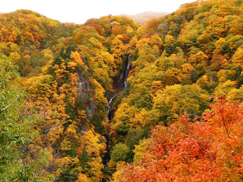 紅葉を楽しむ 秋のごちそう満喫旅 信州高山村観光協会 信州高山村観光協会